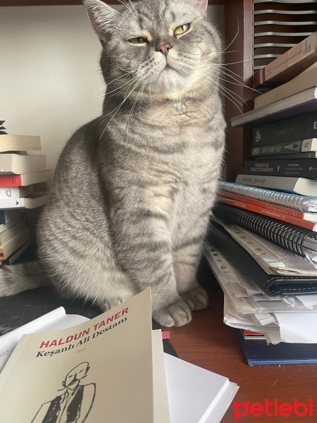 British Shorthair, Kedi  Gazoz fotoğrafı