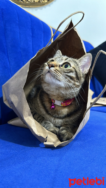 Tekir Kedi, Kedi  Boncuk fotoğrafı
