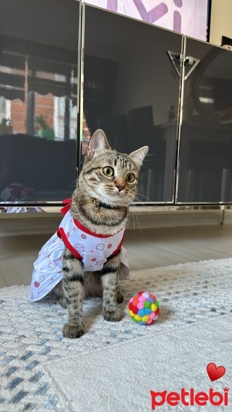 Tekir Kedi, Kedi  Boncuk fotoğrafı