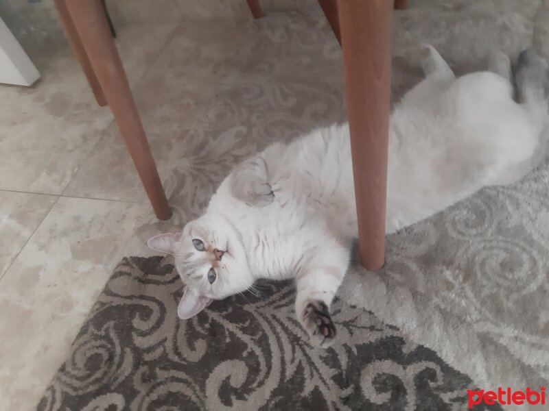 British Shorthair, Kedi  Pamuk fotoğrafı