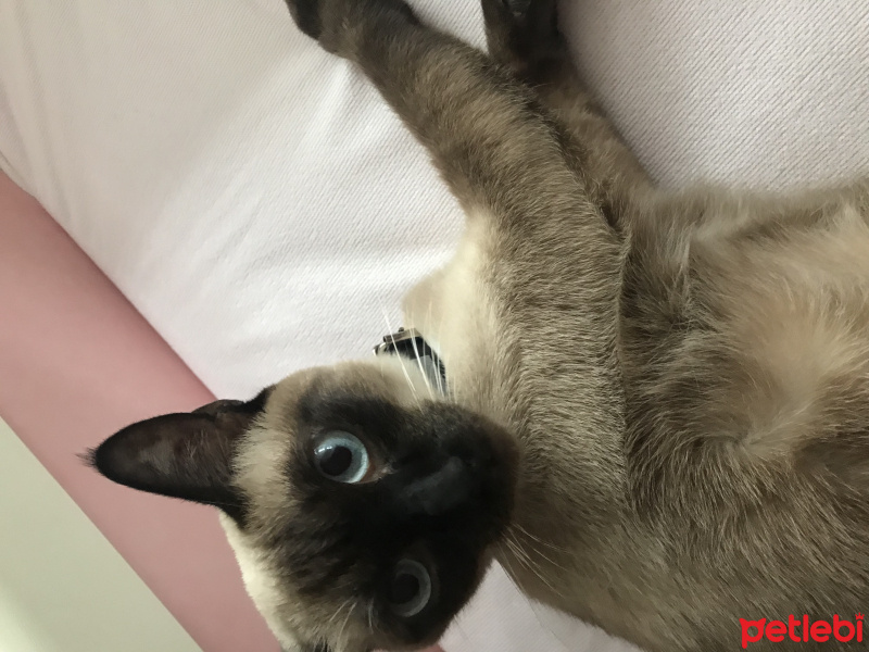 Siyam Kedisi, Kedi  Zeus fotoğrafı