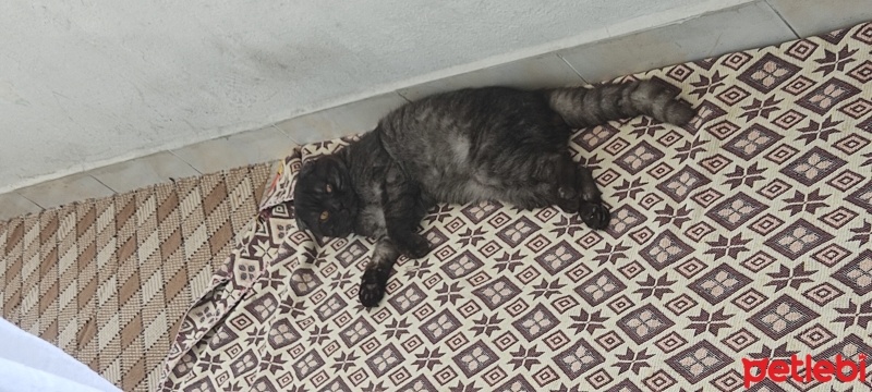 British Shorthair, Kedi  Kibar fotoğrafı
