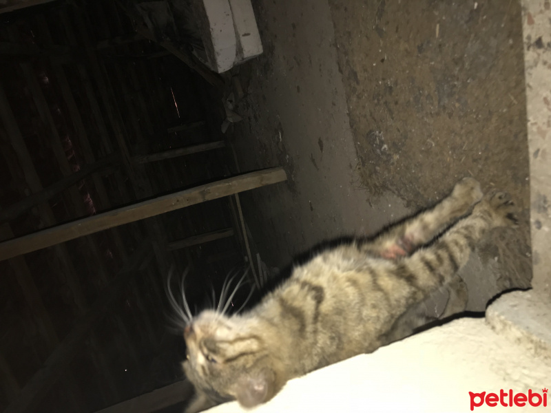 Tekir Kedi, Kedi  Makbuş fotoğrafı