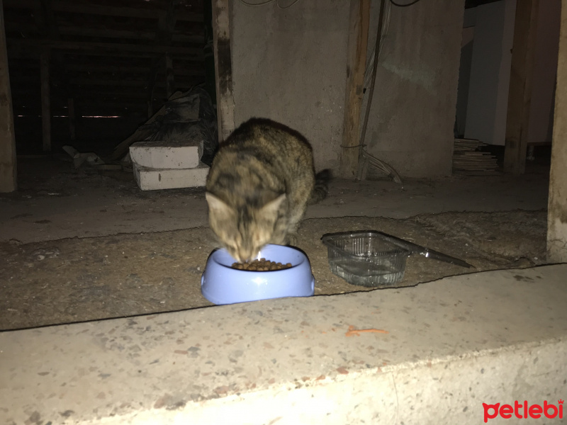 Tekir Kedi, Kedi  Makbuş fotoğrafı