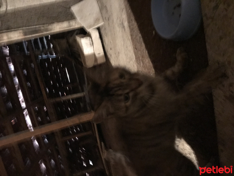 Tekir Kedi, Kedi  Makbuş fotoğrafı