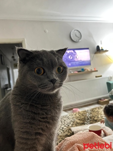Scottish Fold, Kedi  Luna fotoğrafı