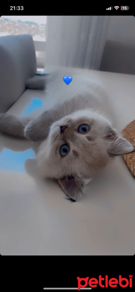 British Shorthair, Kedi  Mia fotoğrafı