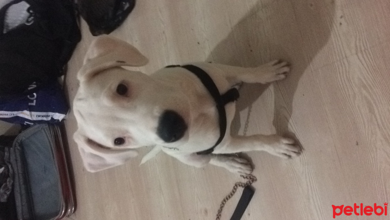 Dogo Arjantin, Köpek  Pierre fotoğrafı