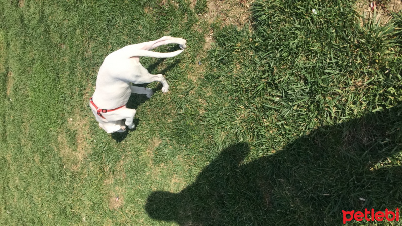 Dogo Arjantin, Köpek  Pierre fotoğrafı