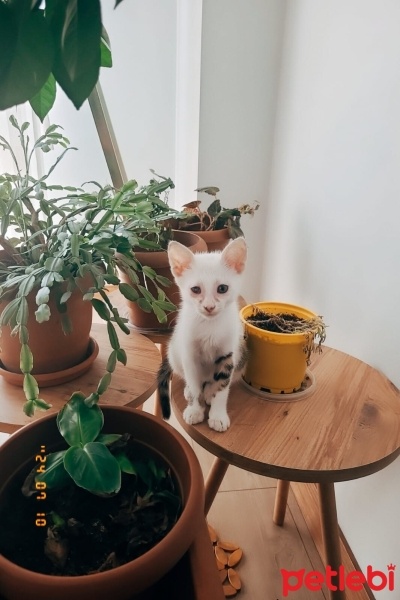 Tekir Kedi, Kedi  Maya fotoğrafı