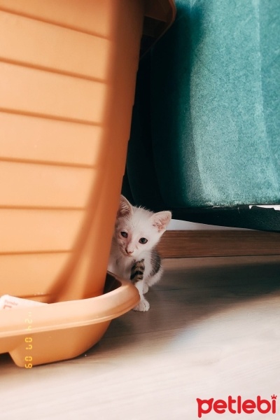 Tekir Kedi, Kedi  Maya fotoğrafı