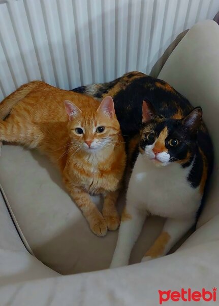 Tekir Kedi, Kedi  Benekli fotoğrafı