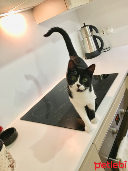 Tuxedo (Smokin) Kedi, Kedi  KORSAN  fotoğrafı