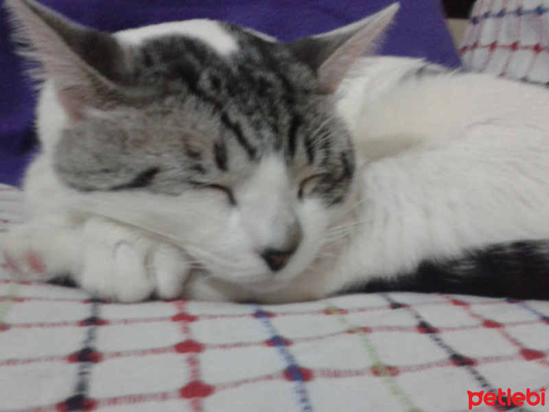 Tekir Kedi, Kedi  fındık fotoğrafı
