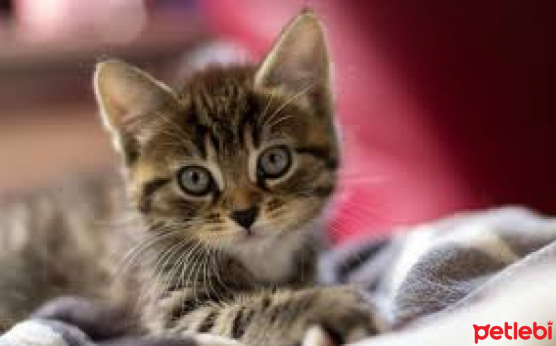 Tekir Kedi, Kedi  fındık fotoğrafı