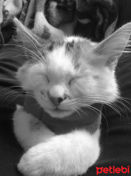 Tekir Kedi, Kedi  fındık fotoğrafı