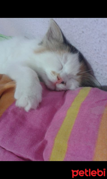 Tekir Kedi, Kedi  fındık fotoğrafı