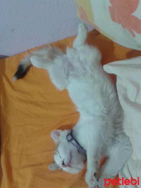 Tekir Kedi, Kedi  fındık fotoğrafı
