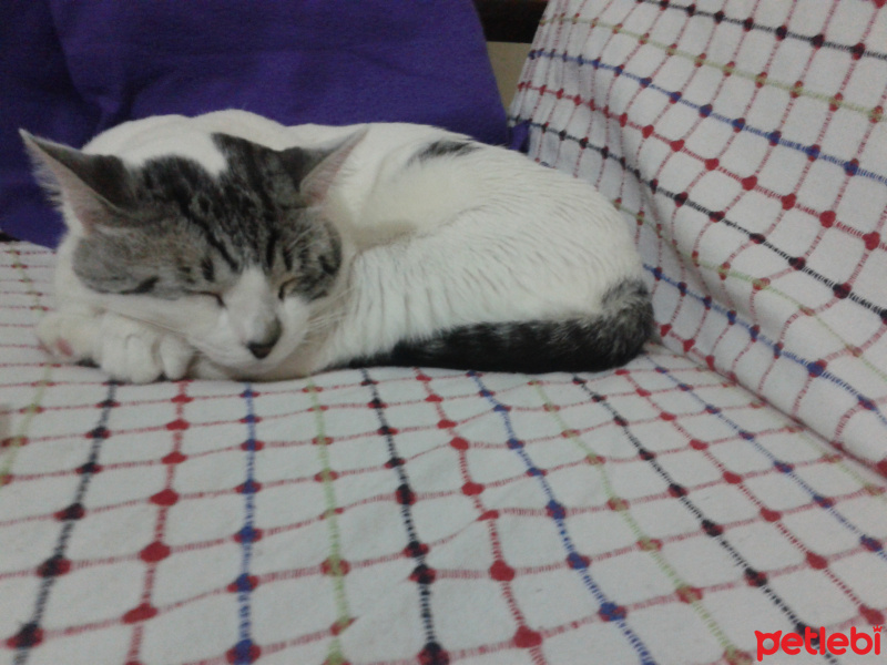 Tekir Kedi, Kedi  fındık fotoğrafı