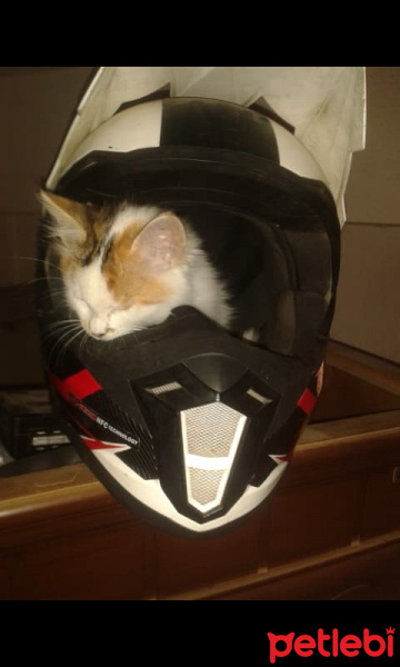 Tekir Kedi, Kedi  fındık fotoğrafı