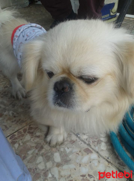 Tekir Kedi, Kedi  fındık fotoğrafı