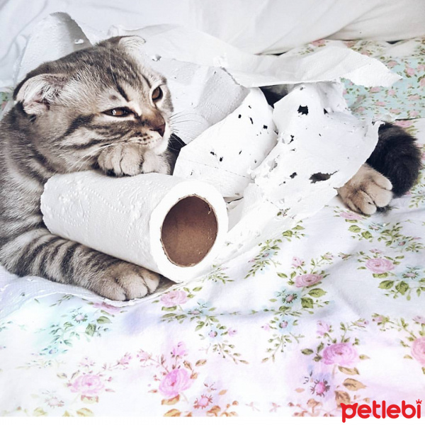 Tekir Kedi, Kedi  fındık fotoğrafı