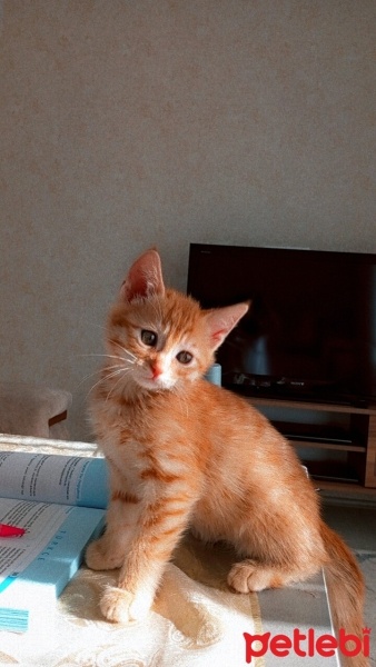 Tekir Kedi, Kedi  Nisan fotoğrafı