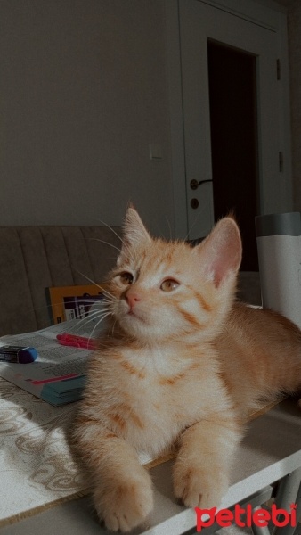 Tekir Kedi, Kedi  Nisan fotoğrafı