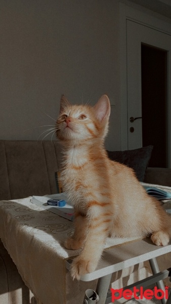 Tekir Kedi, Kedi  Nisan fotoğrafı