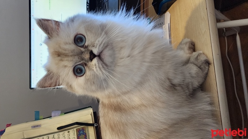 İran Kedisi (Persian), Kedi  Boncuk fotoğrafı