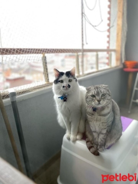 Scottish Fold, Kedi  Lili & ibo fotoğrafı