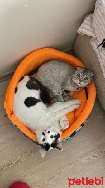 Scottish Fold, Kedi  Lili & ibo fotoğrafı