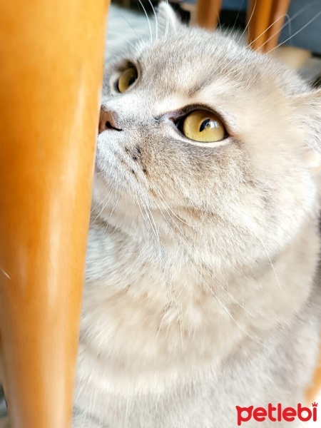 British Longhair, Kedi  Müezza fotoğrafı