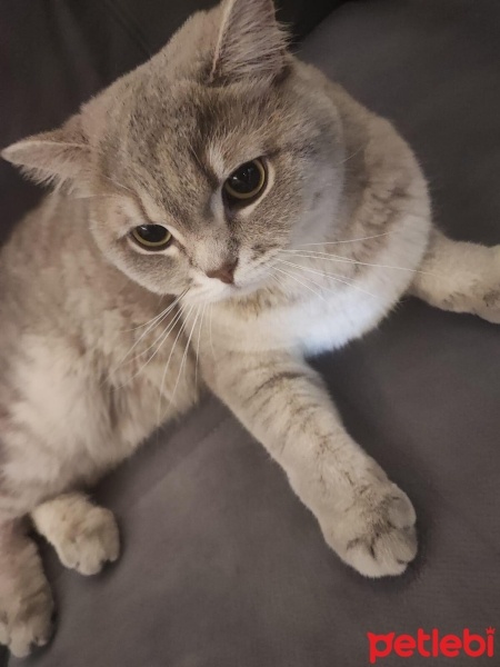 British Longhair, Kedi  Müezza fotoğrafı
