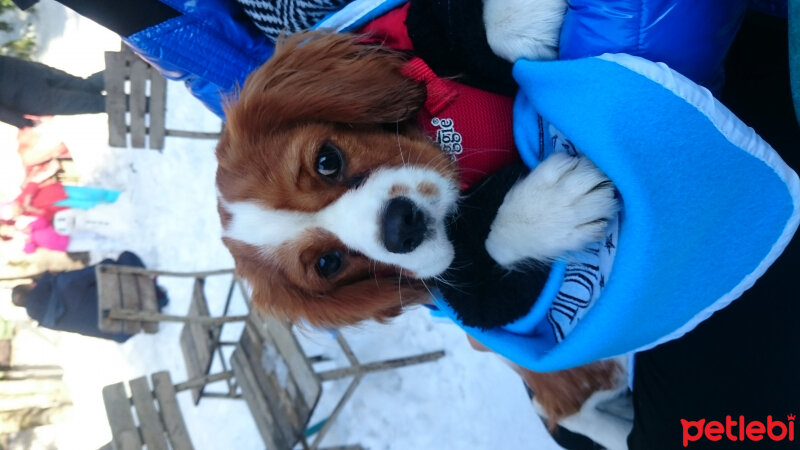 Cavalier King Charles Spanieli, Köpek  Bobi fotoğrafı