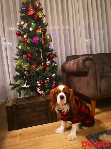 Cavalier King Charles Spanieli, Köpek  Bobi fotoğrafı