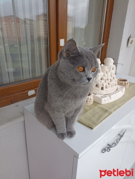 British Shorthair, Kedi  Leydi fotoğrafı