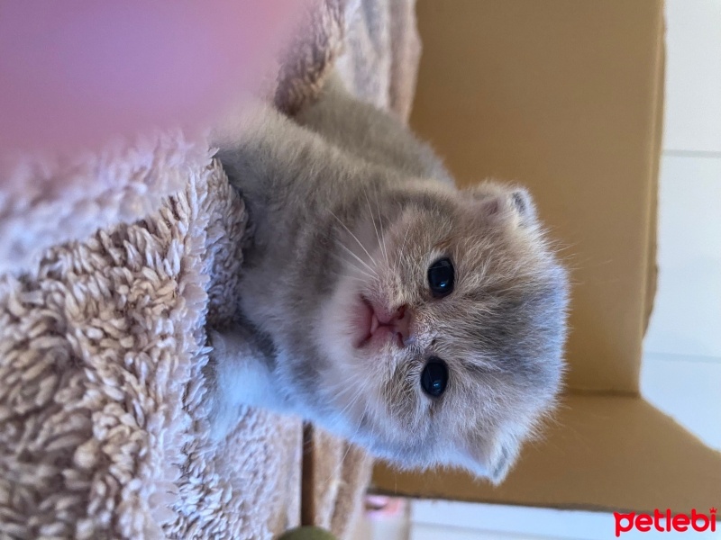 Scottish Fold, Kedi  Nori fotoğrafı