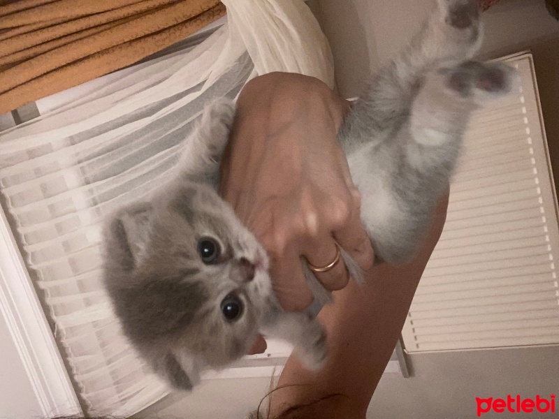Scottish Fold, Kedi  Nori fotoğrafı