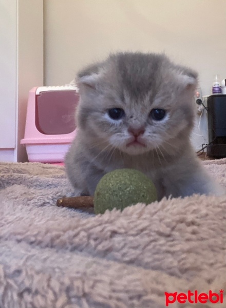 Scottish Fold, Kedi  Nori fotoğrafı