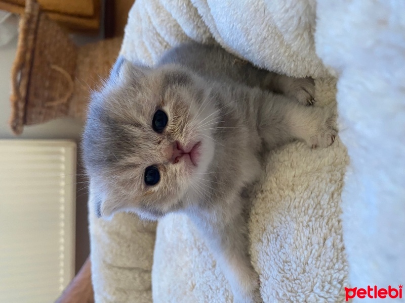 Scottish Fold, Kedi  Nori fotoğrafı