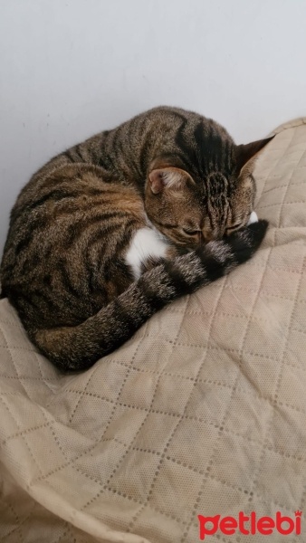 Tekir Kedi, Kedi  Itır fotoğrafı