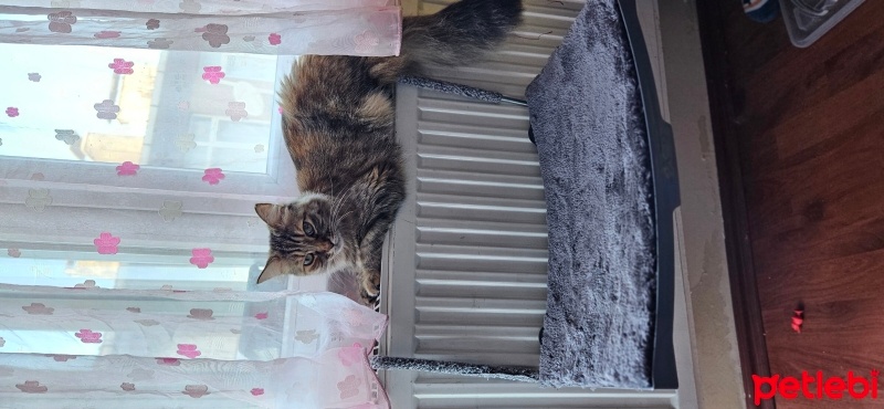 Tekir Kedi, Kedi  Kız fotoğrafı