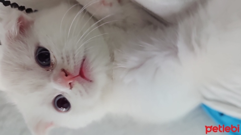 Scottish Fold, Kedi  Kaymak fotoğrafı