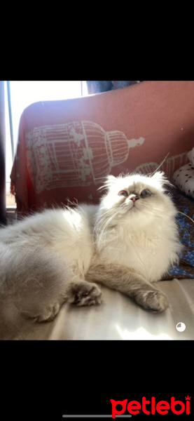 Scottish Fold, Kedi  Şila fotoğrafı