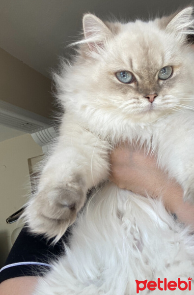 Scottish Fold, Kedi  Şila fotoğrafı