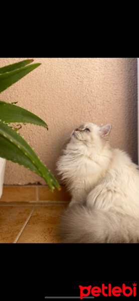 Scottish Fold, Kedi  Şila fotoğrafı