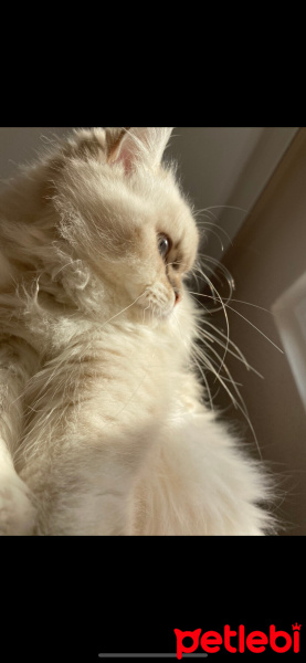 Scottish Fold, Kedi  Şila fotoğrafı