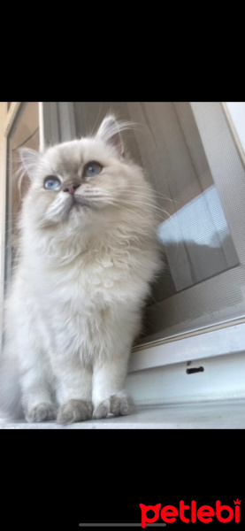 Scottish Fold, Kedi  Şila fotoğrafı