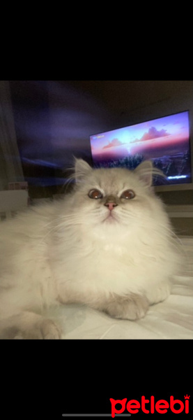 Scottish Fold, Kedi  Şila fotoğrafı